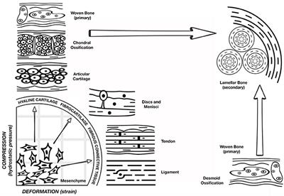 A Concert between Biology and Biomechanics: The Influence of the Mechanical Environment on Bone Healing